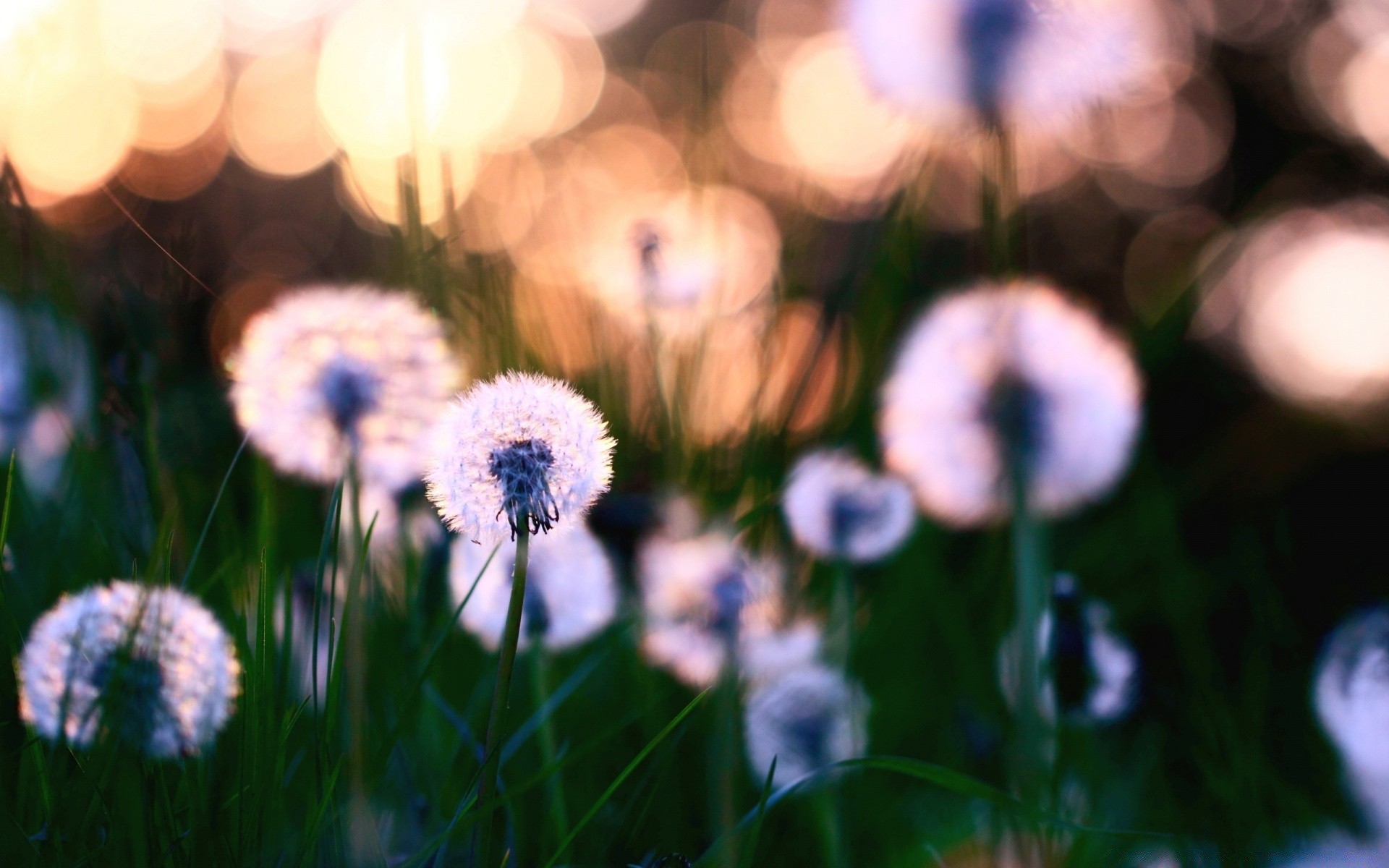 macro grass flower nature hayfield flora field garden summer outdoors color bright leaf blur fair weather