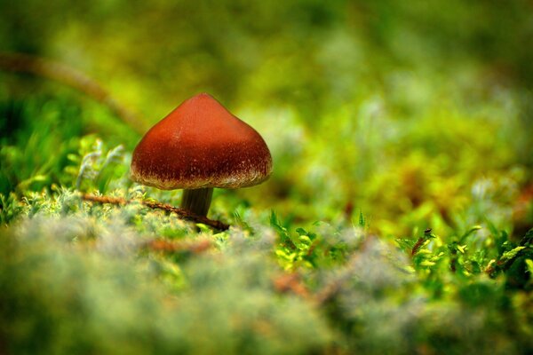 Mushroom on a green carpet of grass