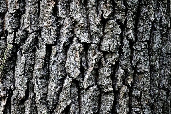 Tree bark. Macro shooting. Forest. Nature