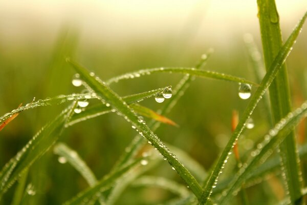 Grass stalks in dew drops
