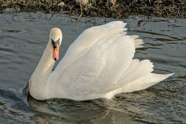 Snow-white beautiful swan on the lake
