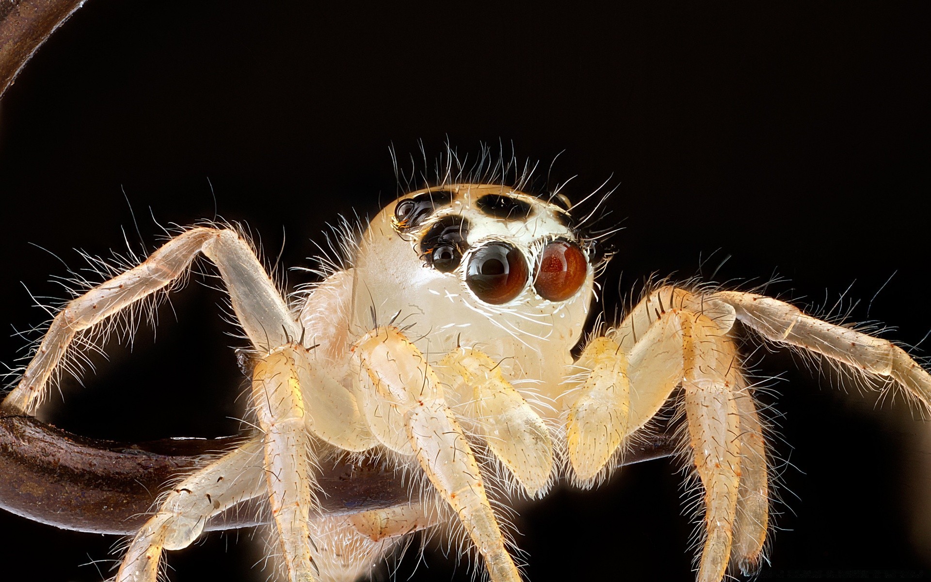 macro spider invertebrate arachnid insect nature animal wildlife hairy close-up creepy danger
