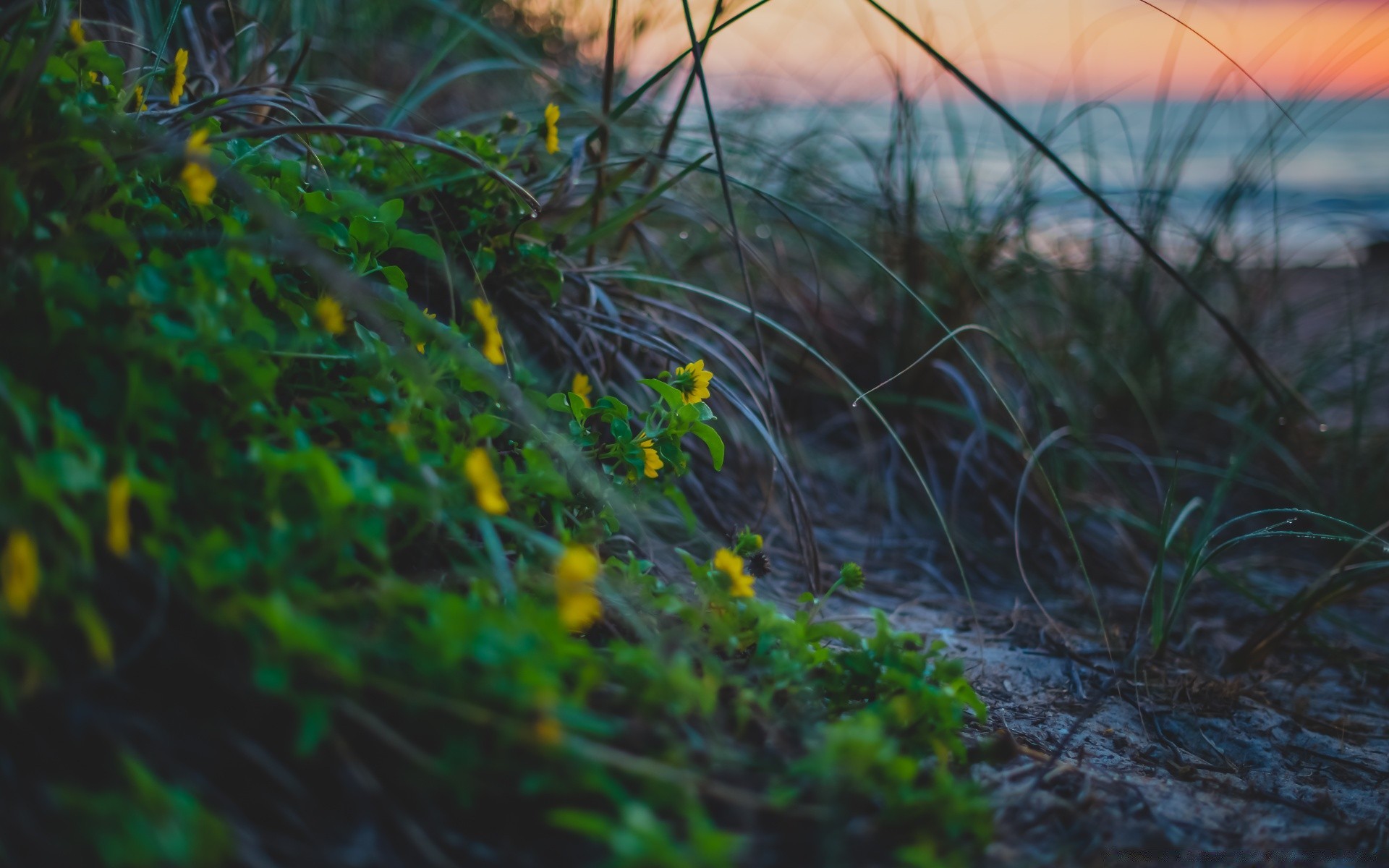 macro nature grass outdoors flora landscape desktop wood water leaf dawn flower environment color light garden tree growth fair weather summer