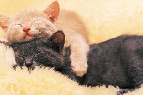 Cute kittens sleeping in an embrace