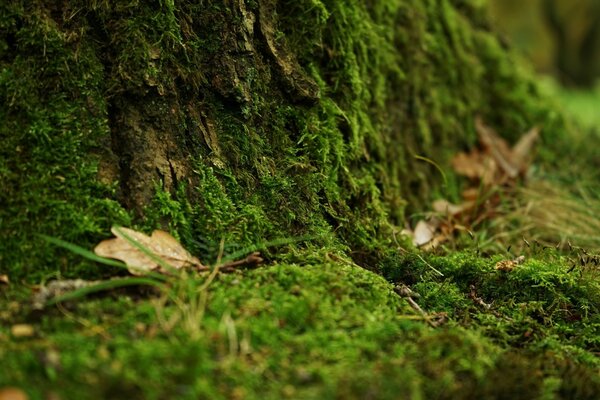 Leaf fall on green fluffy moss