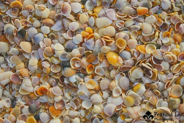 Texture of small multicolored shells