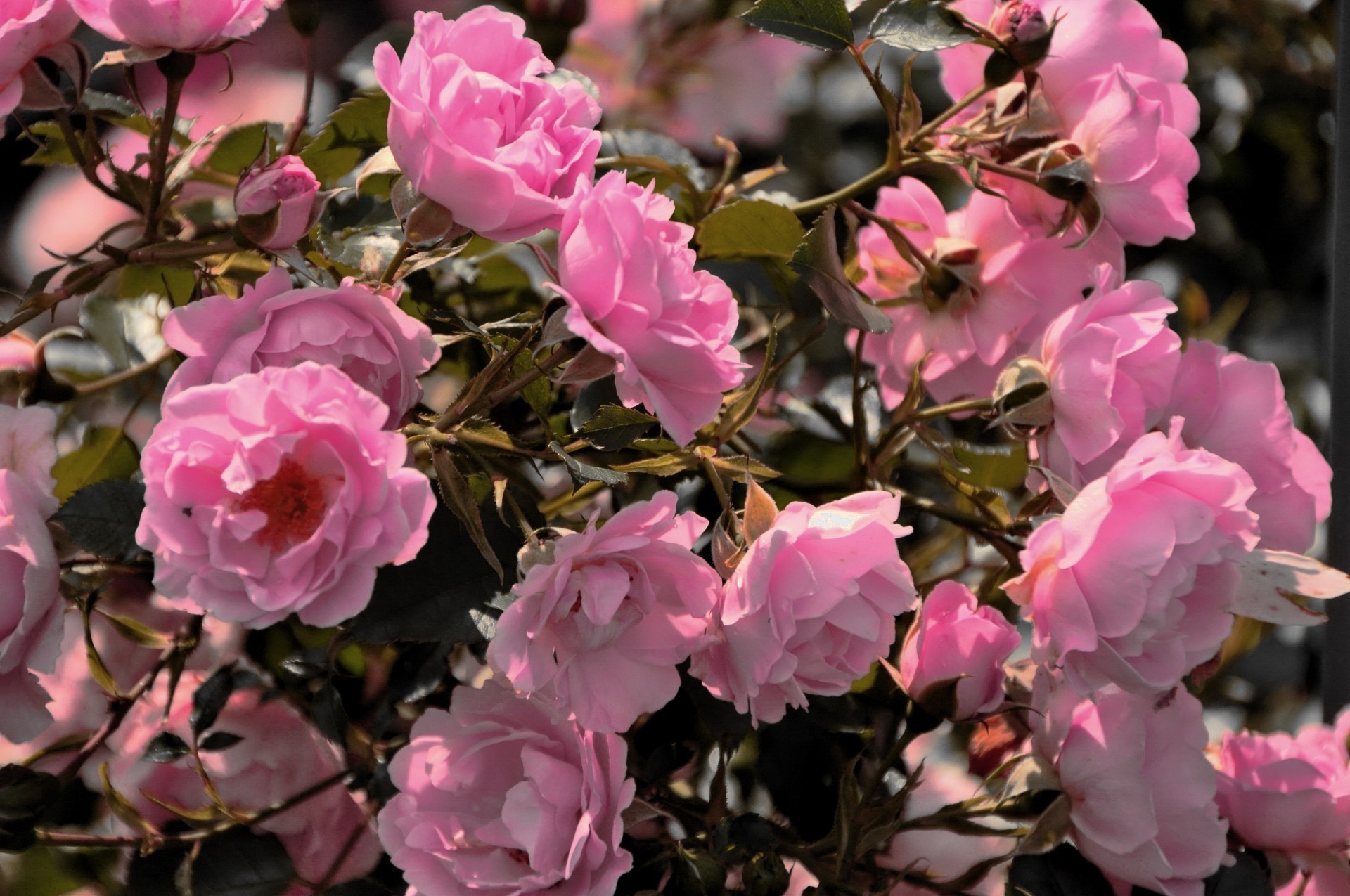 rose flower flora garden nature leaf blooming petal floral color branch tree shrub outdoors summer