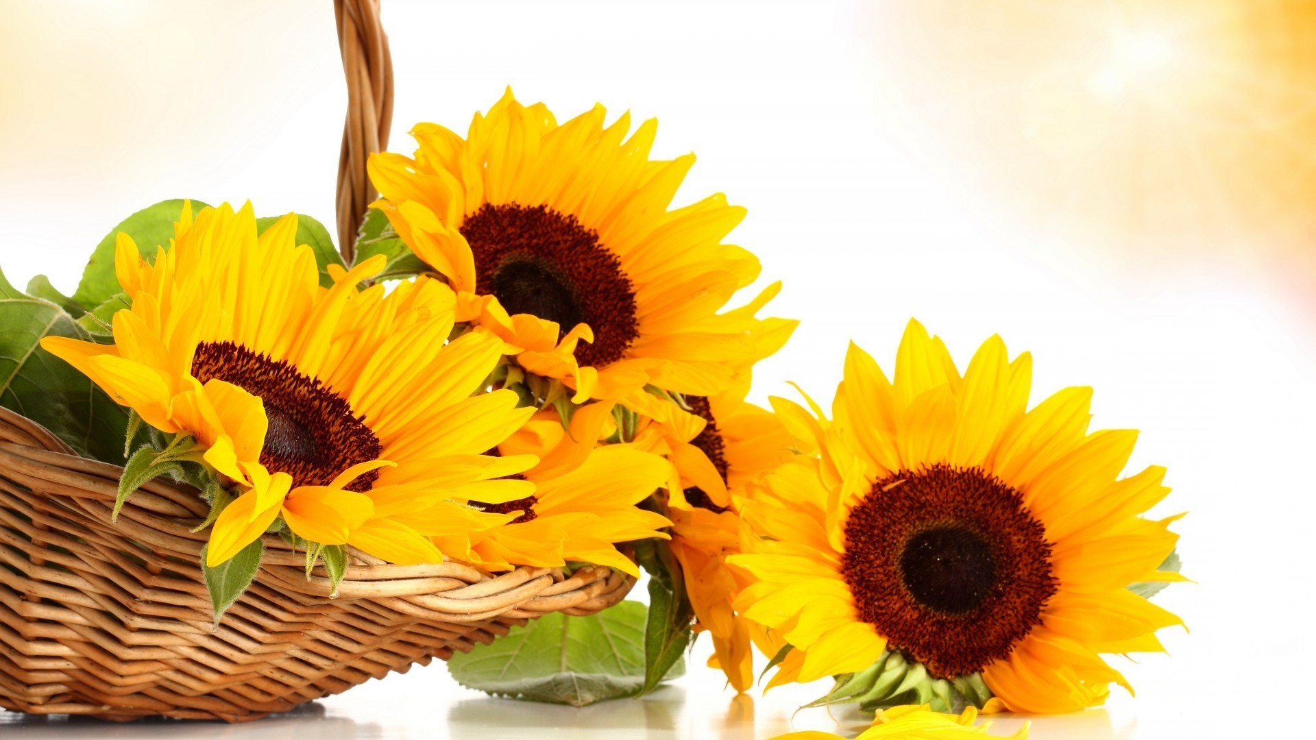 in a vase or pot nature flora summer flower leaf bright sunflower beautiful close-up petal growth isolated floral garden desktop