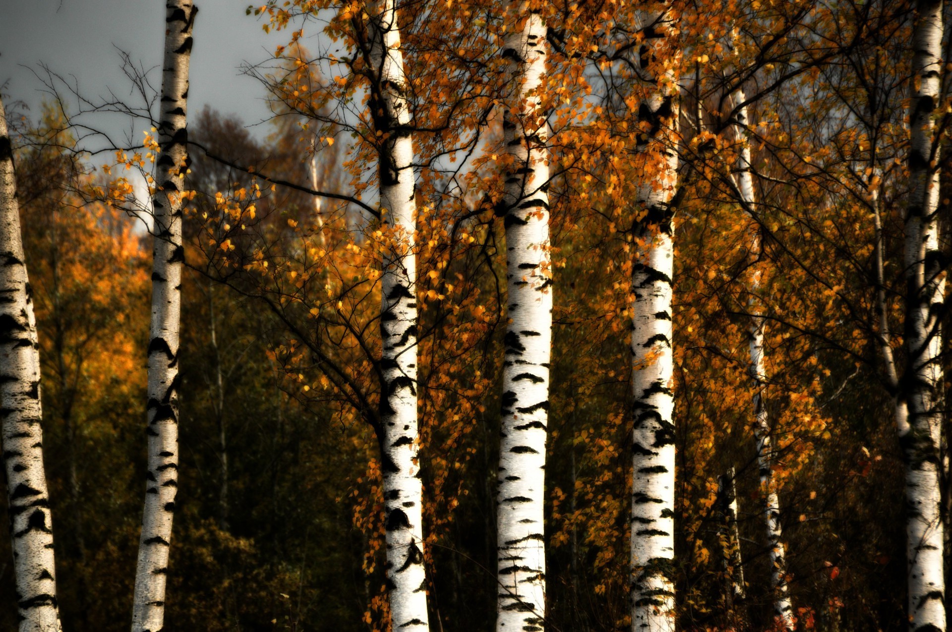 trees tree wood fall leaf branch season birch nature landscape bark trunk park snow winter desktop color fair weather outdoors environment