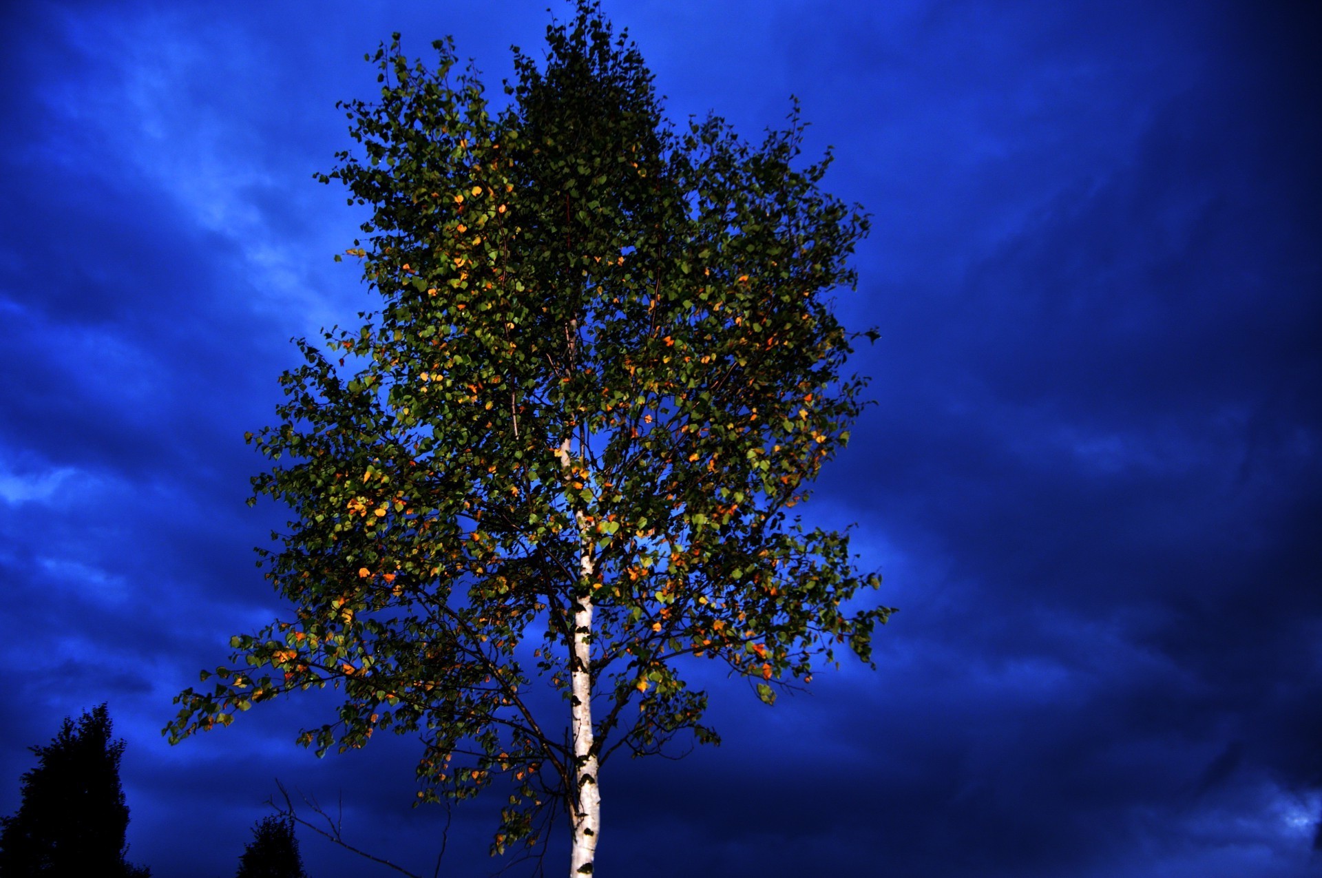 trees nature outdoors tree dawn wood fair weather leaf sun sky bright fall