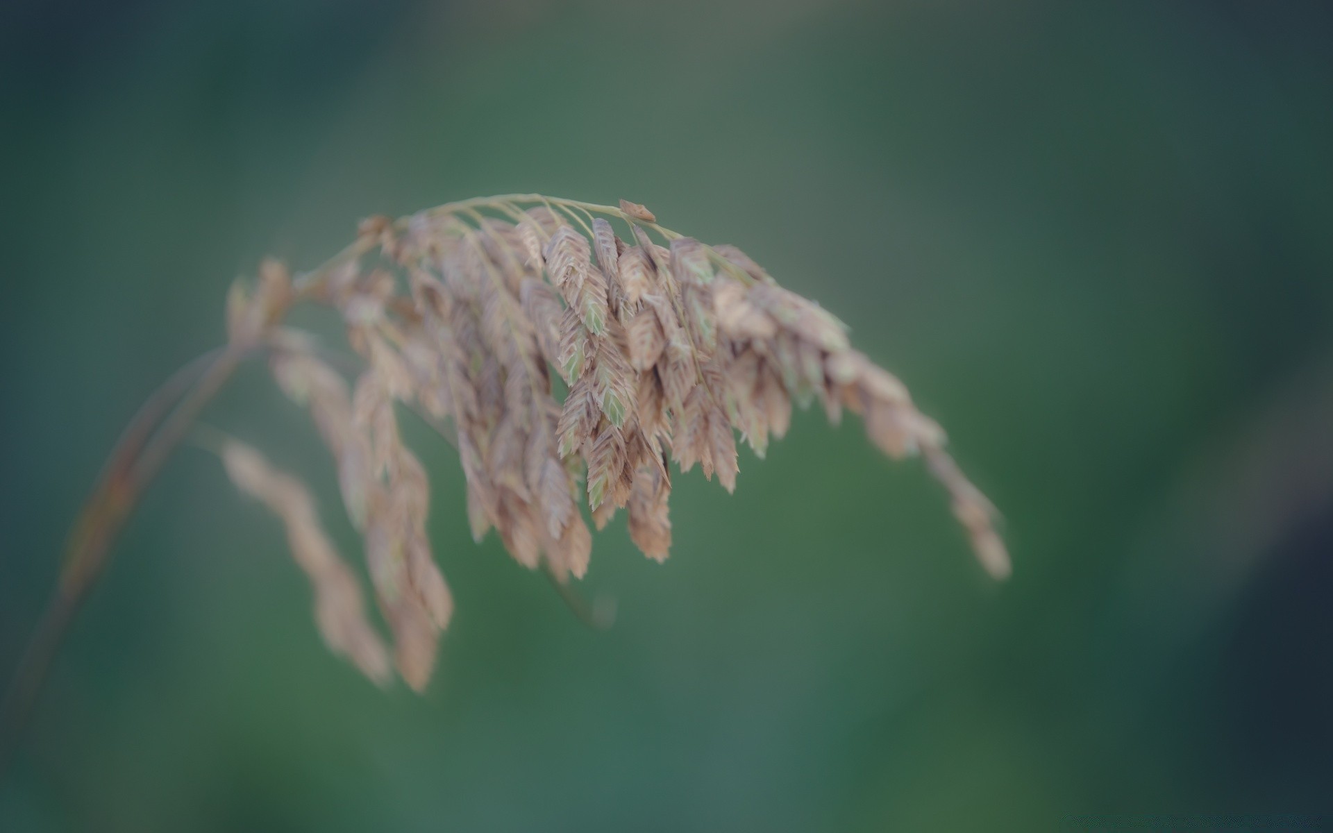 macro leaf nature outdoors growth flora flower dof