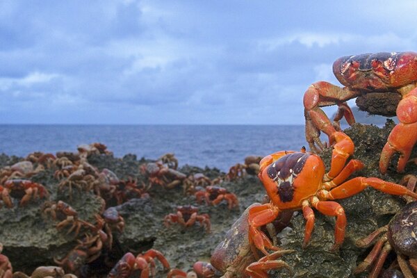 Crab flock, running to the water, home
