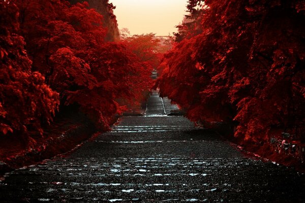 Autumn road down. Beautiful light