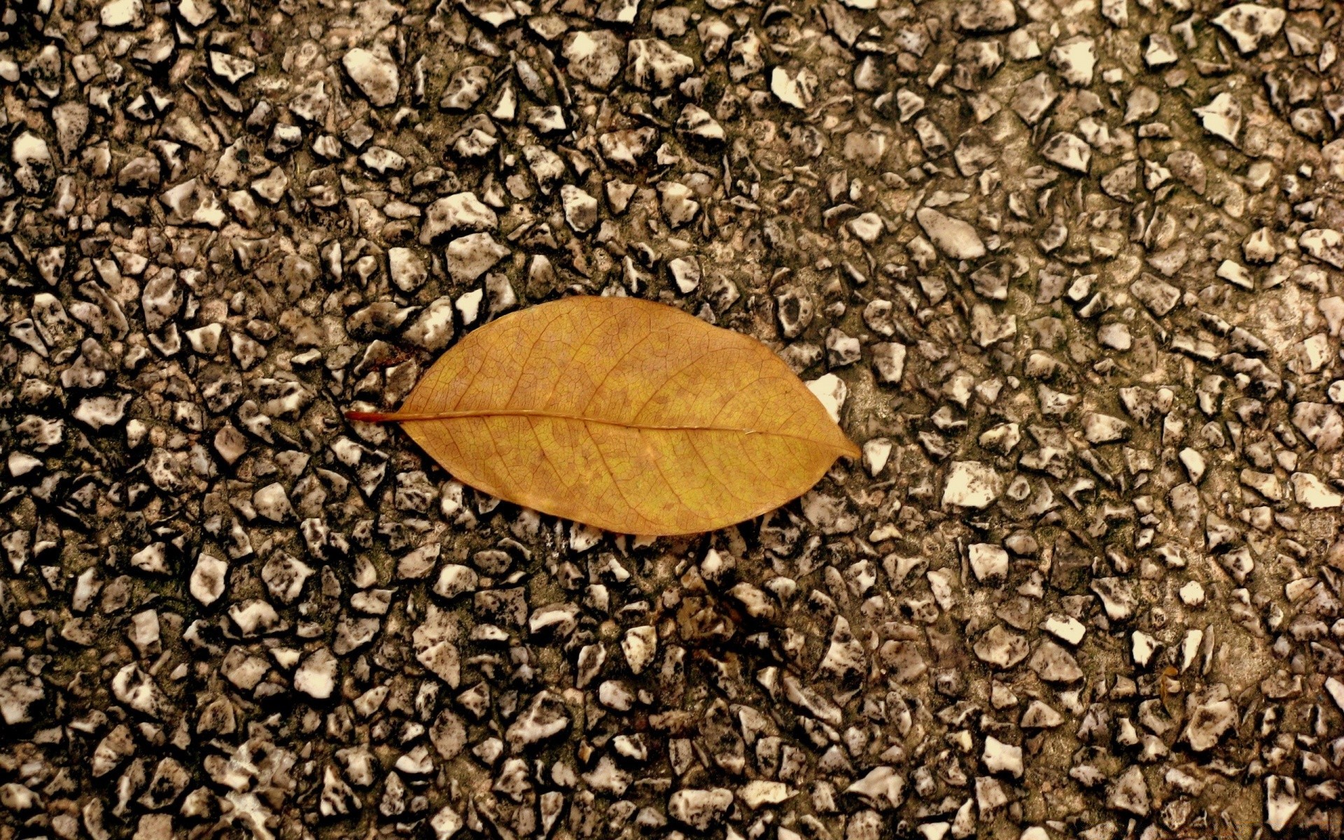 macro dry desktop texture close-up ground batch nature leaf flora pattern seed crop close surface pile rough