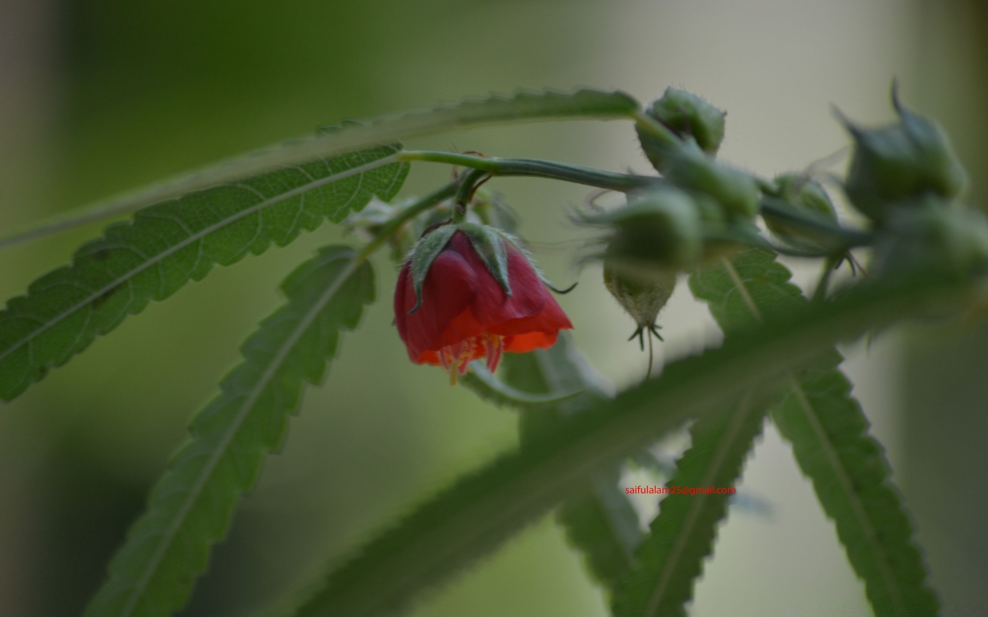 macro leaf nature flower flora garden outdoors husk close-up color