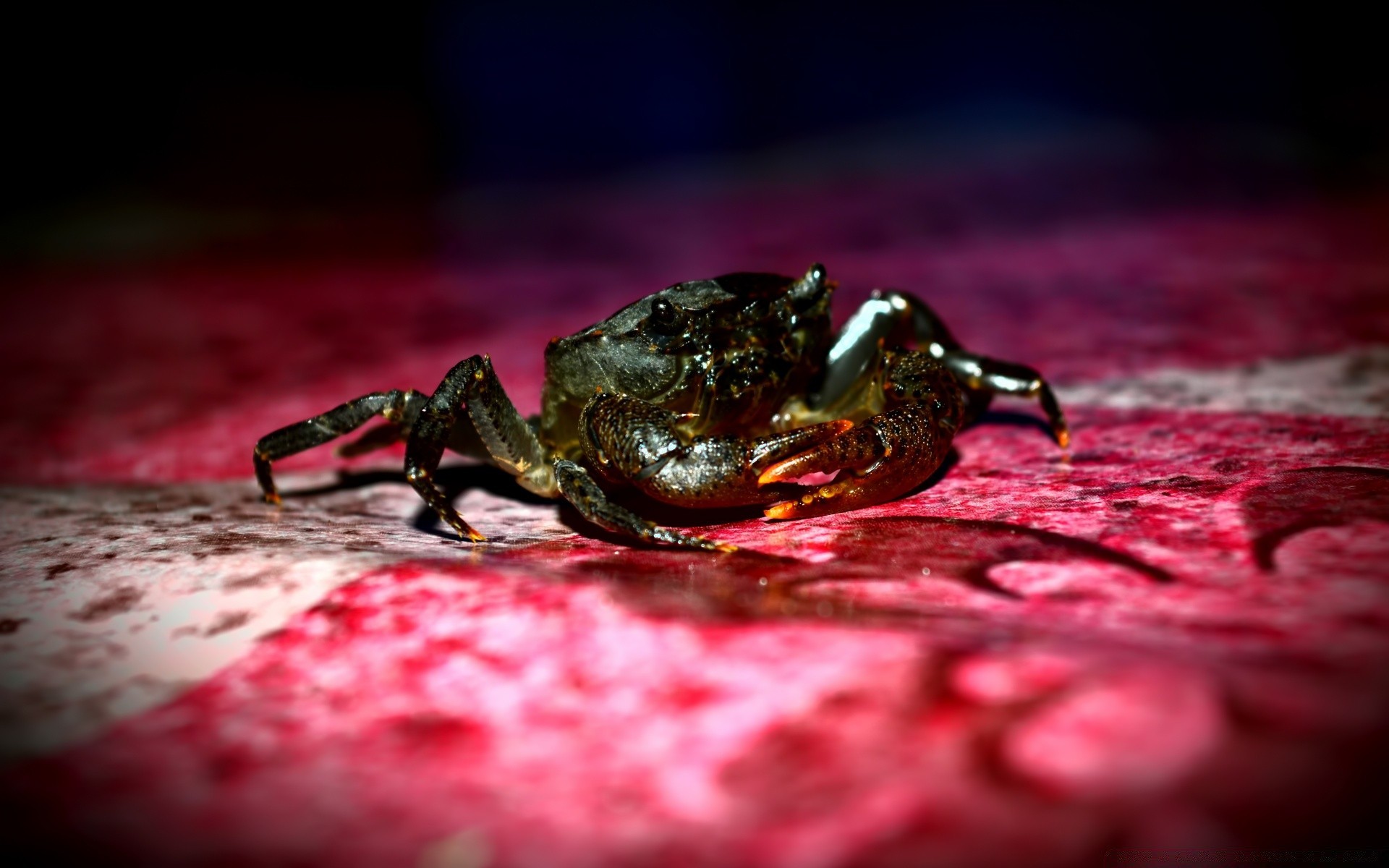 macro frog wildlife invertebrate nature animal blur one