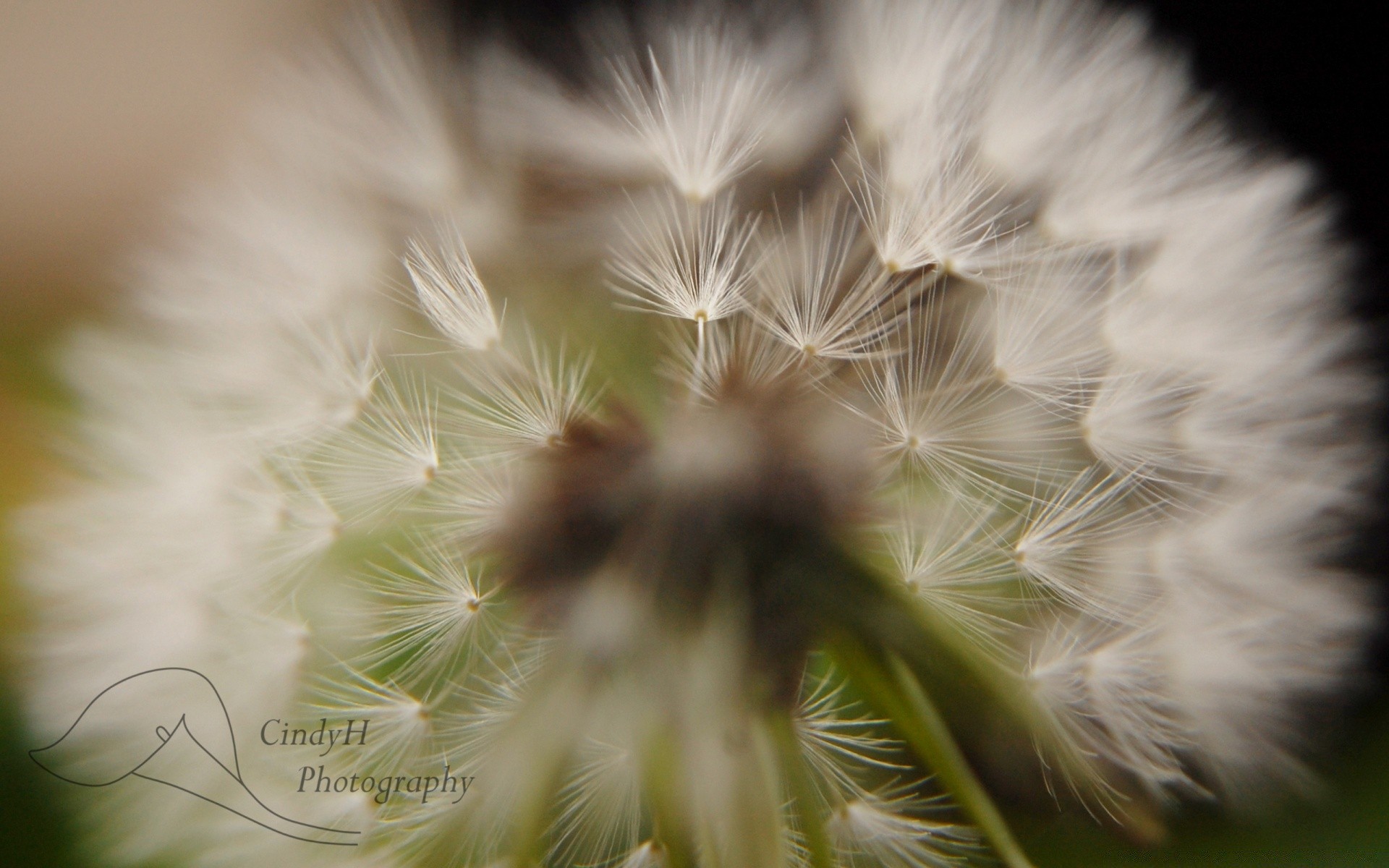 macro downy dandelion nature hair summer delicate flower flora softness fluff outdoors seed grass whippersnapper leaf hairy growth wild bright