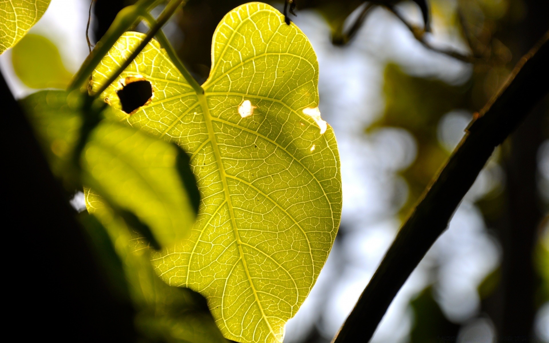 macro leaf nature flora tree branch fall growth bright color close-up light season environment desktop sun garden fair weather wood outdoors