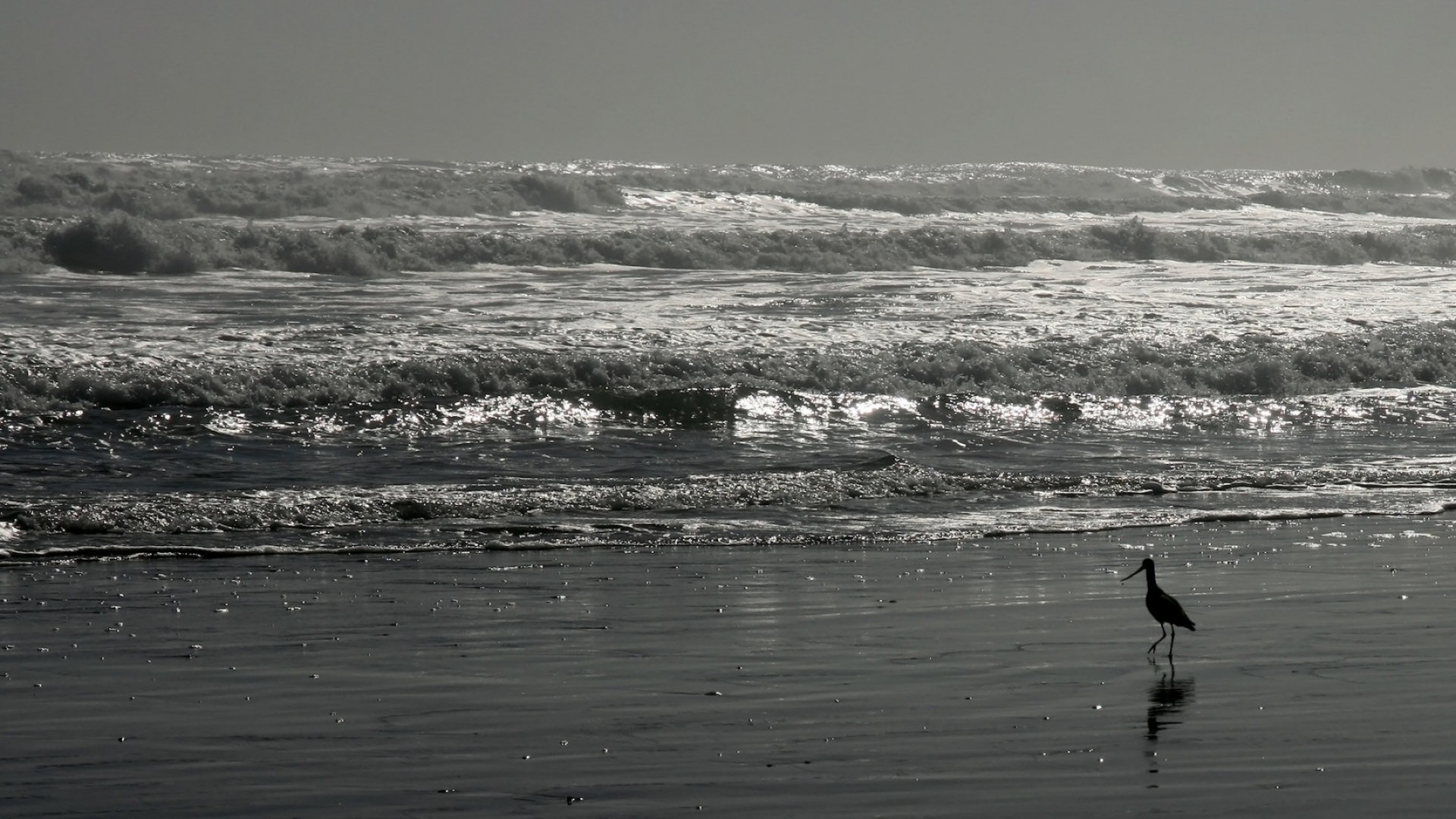 water beach sea ocean bird surf monochrome seashore seascape landscape reflection sunset wave lake dawn winter storm travel