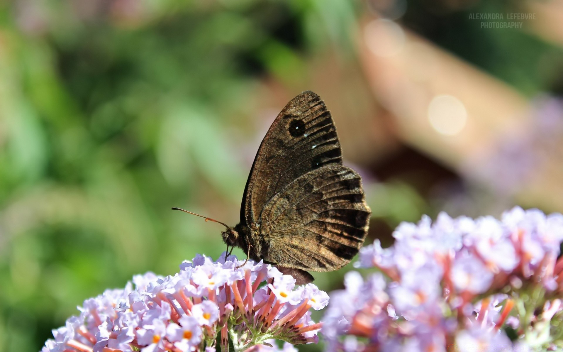 macro butterfly nature flower insect outdoors summer garden leaf invertebrate flora color wildlife delicate