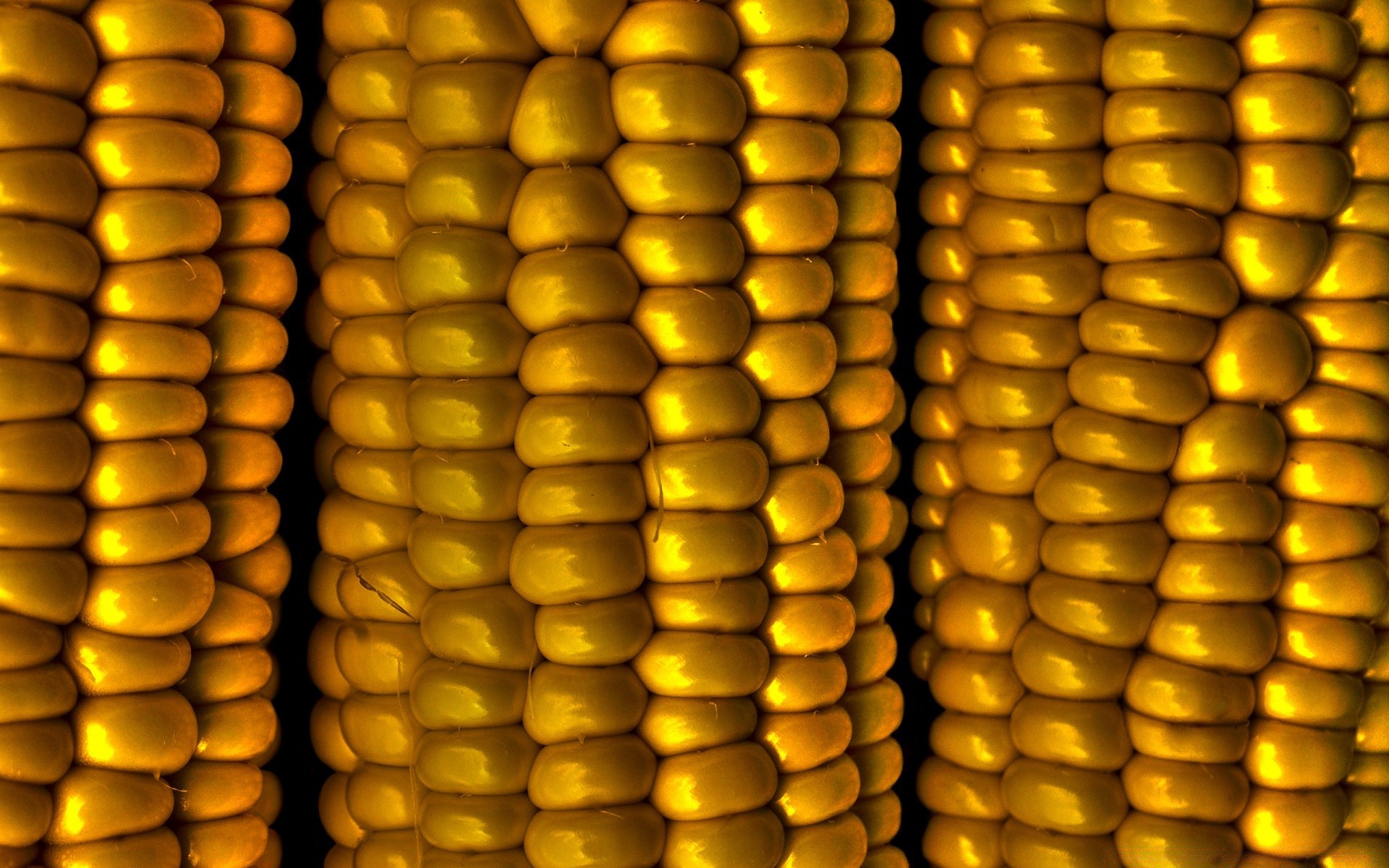 macro gold corn desktop popcorn corncob wealth money texture color row straw hazelnut pop bright pattern business blur