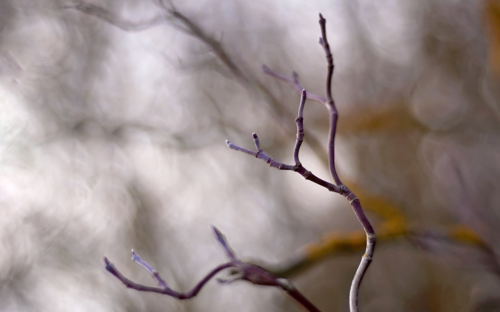 macro nature winter tree bird outdoors snow blur fall flower spider biology light