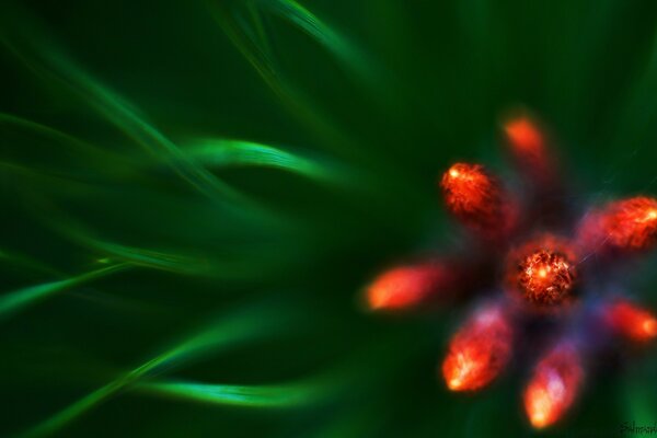 Blurry photo of a red plant