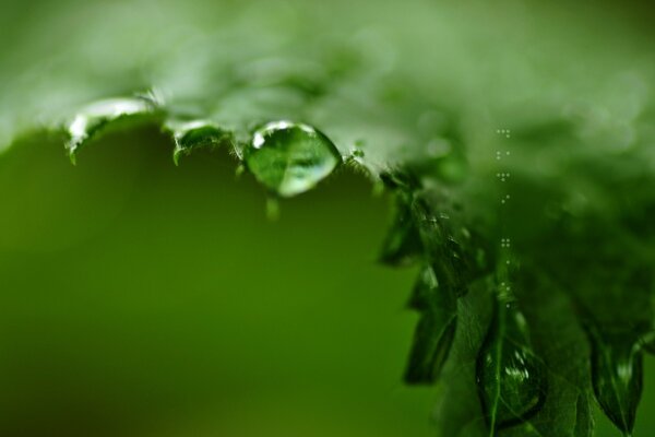 Macro photography of dew on a fern leaf