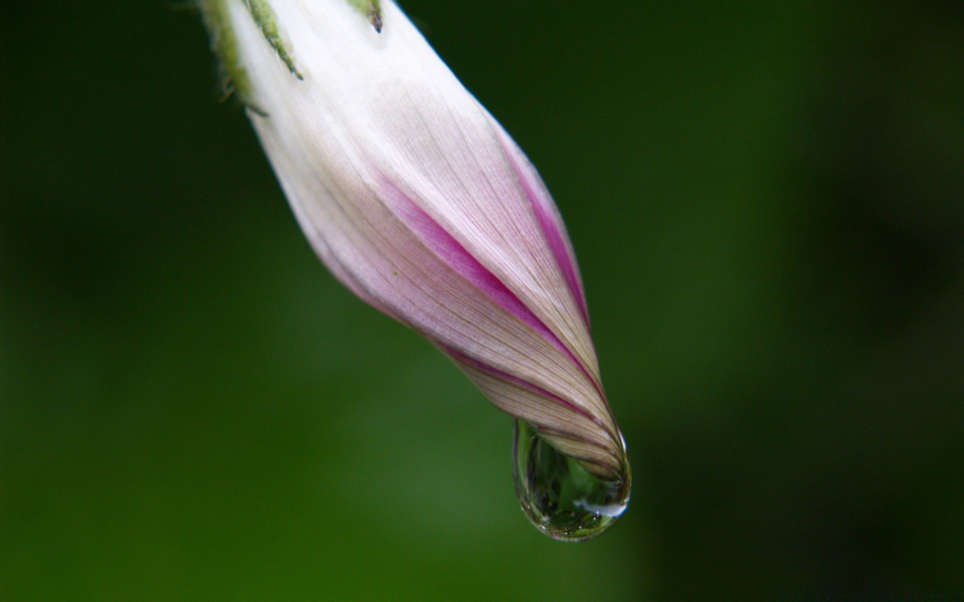 macro flower nature leaf flora garden summer delicate bright blur dof color dew