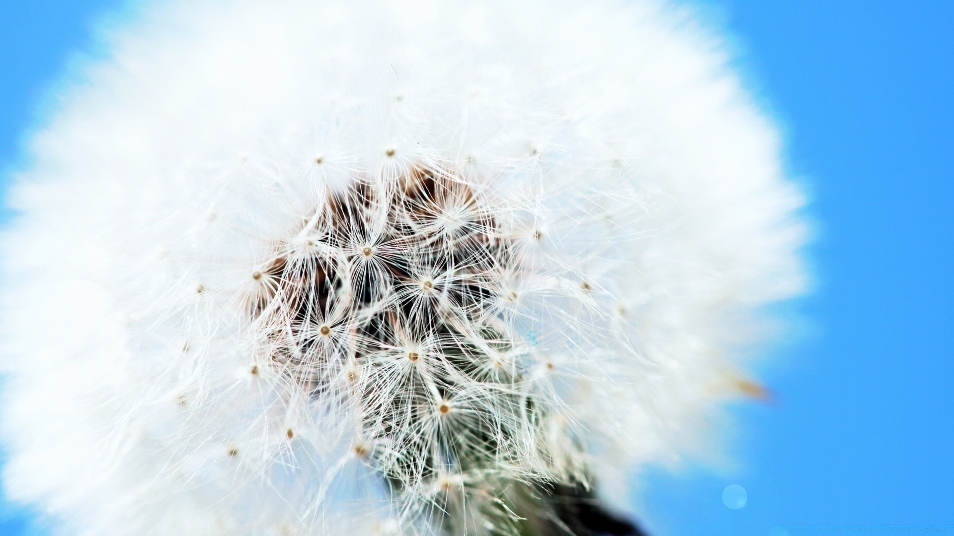 macro dandelion nature downy bright season summer flora growth sky outdoors seed winter frost color snow light flower close-up festival