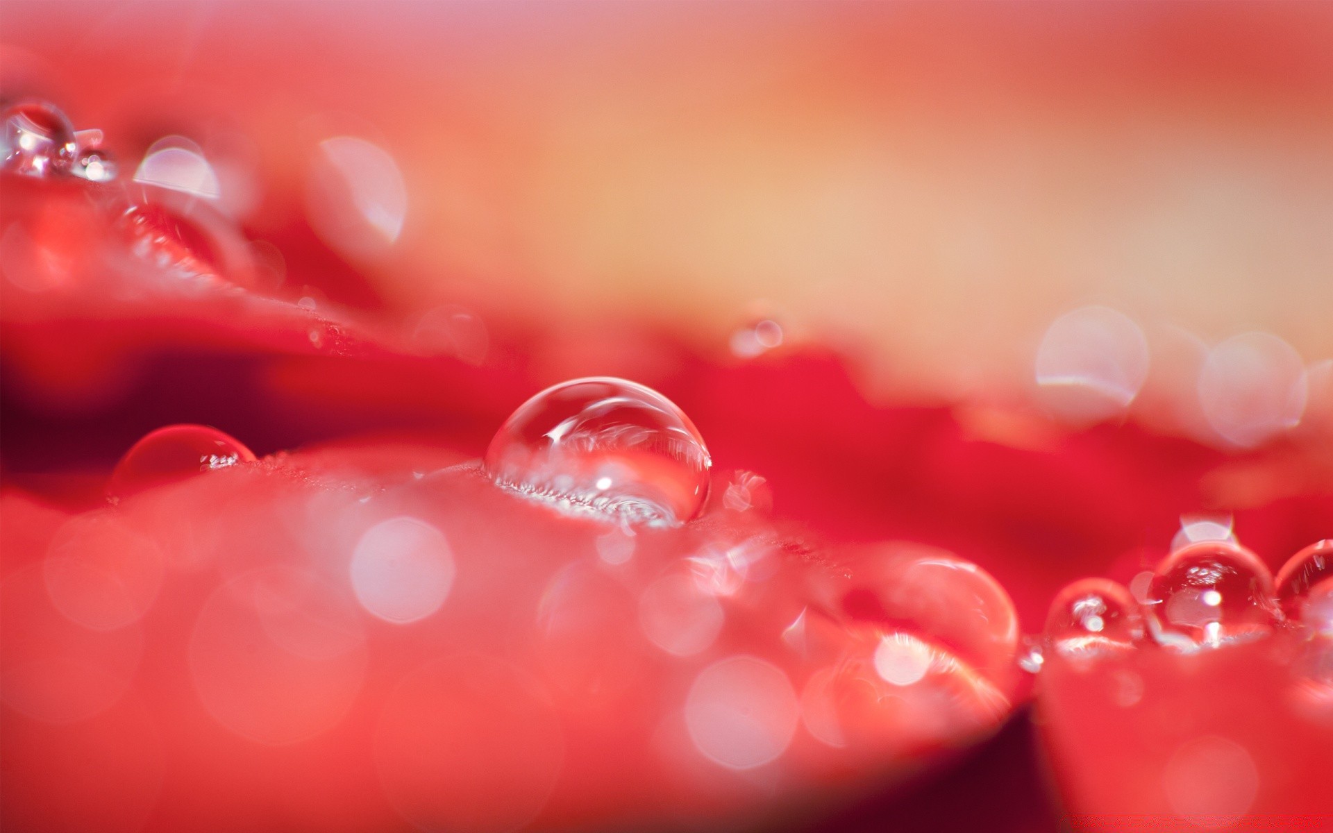 macro drop color close-up water desktop splash shining wet love beautiful clean dew