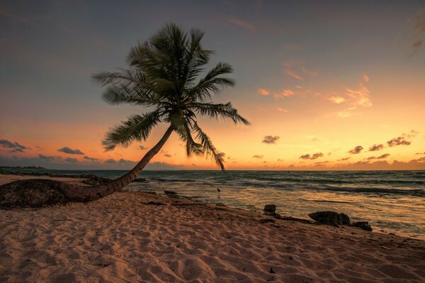 Sunset on the sea. A lonely palm tree