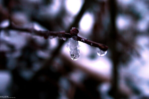 A drop on a twig. A frozen drop. The beauty of the universe