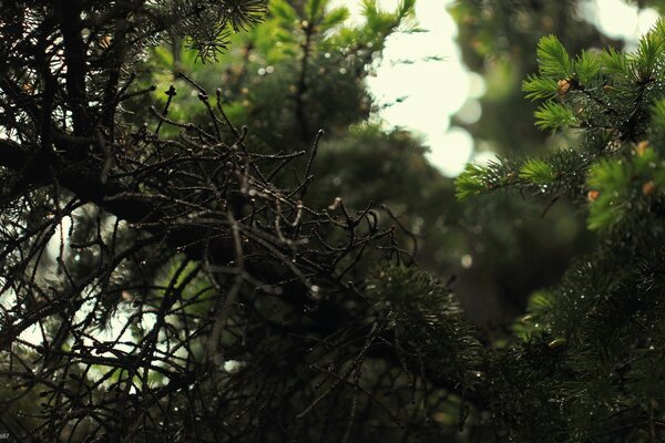 Coniferous trees. Coniferous forest. Nature
