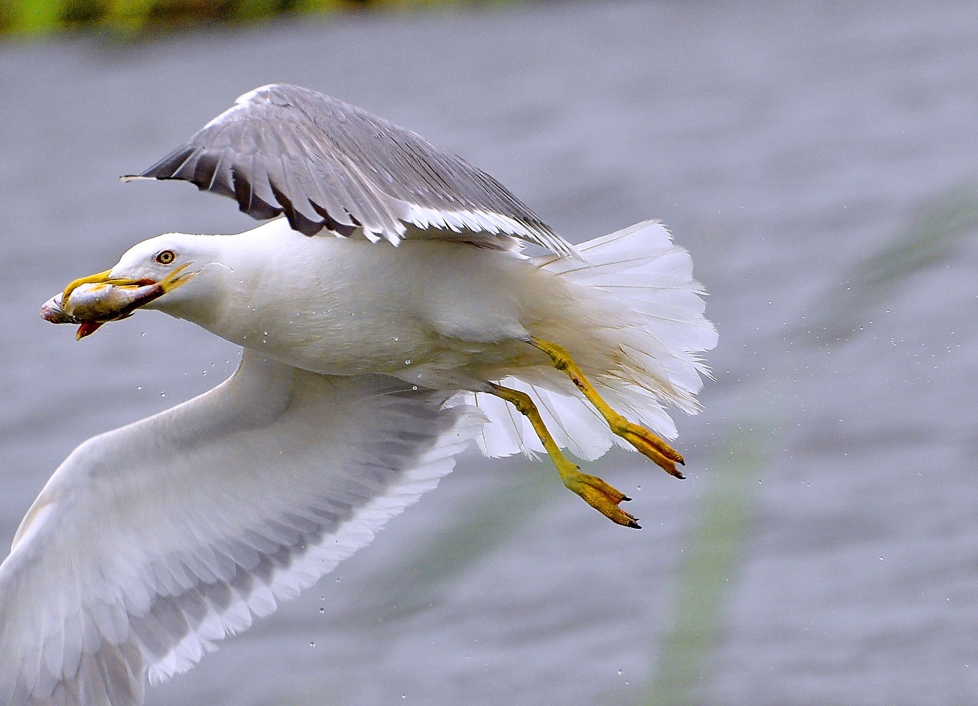 seagull bird nature wildlife animal feather wild beak flight wing water seagulls lake fly