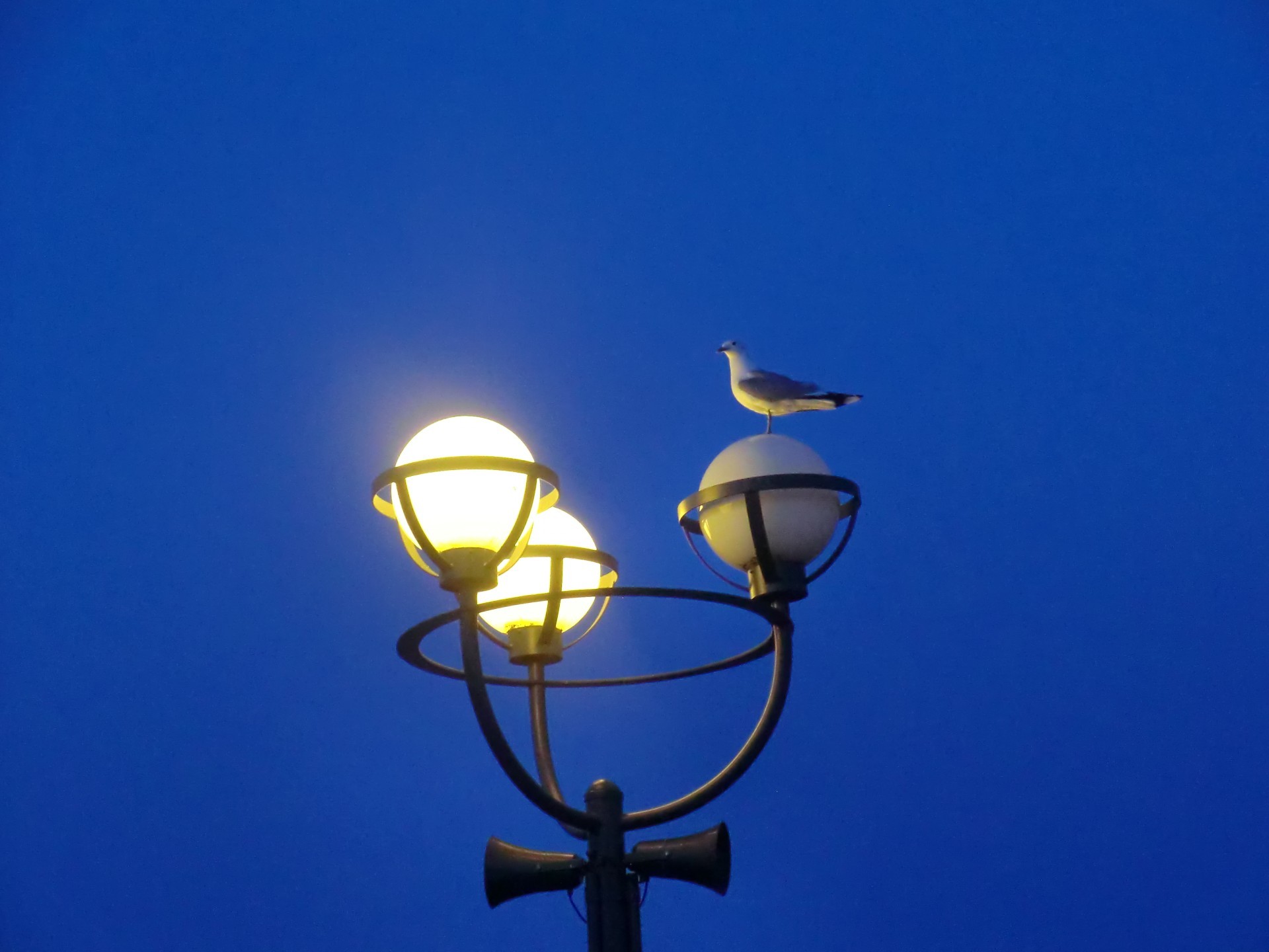 waterfowl lamp sky light bright lantern sun streetlight outdoors high illuminated lamppost