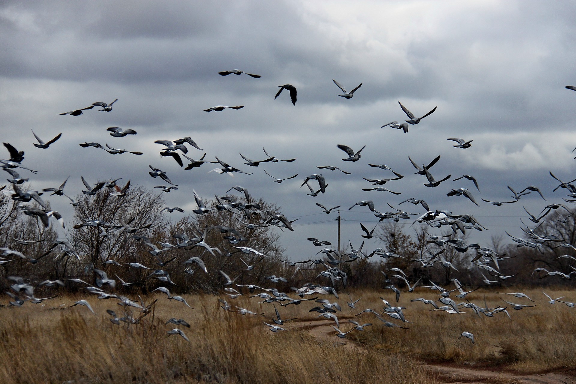 a flock of birds bird wildlife nature goose flight sky seagulls animal outdoors migration waterfowl fly wild landscape water flock marsh lake winter