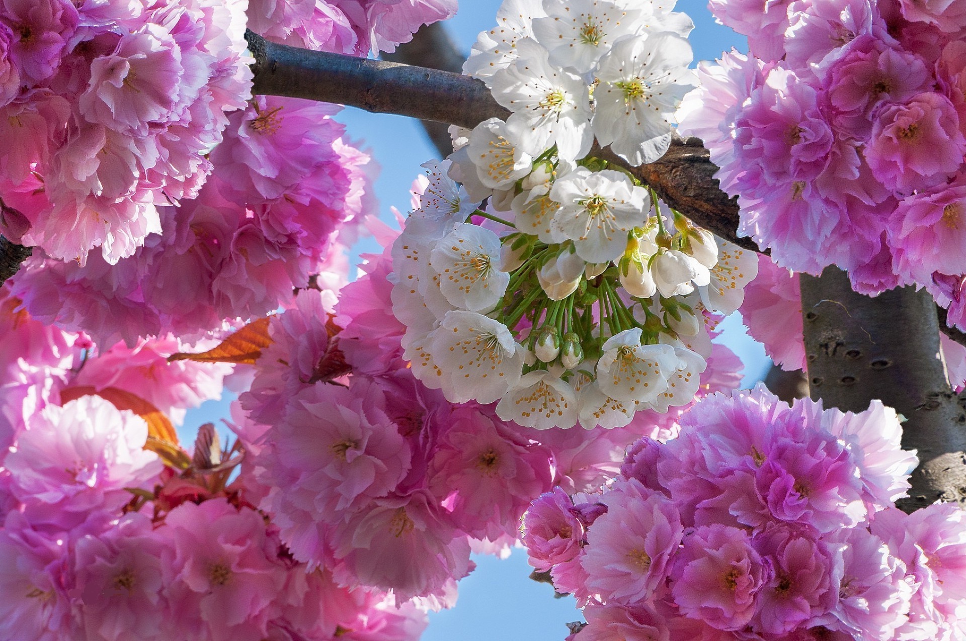 the flowers on the trees flower flora blooming nature branch floral petal garden season cherry tree beautiful bud color bright springtime easter leaf delicate