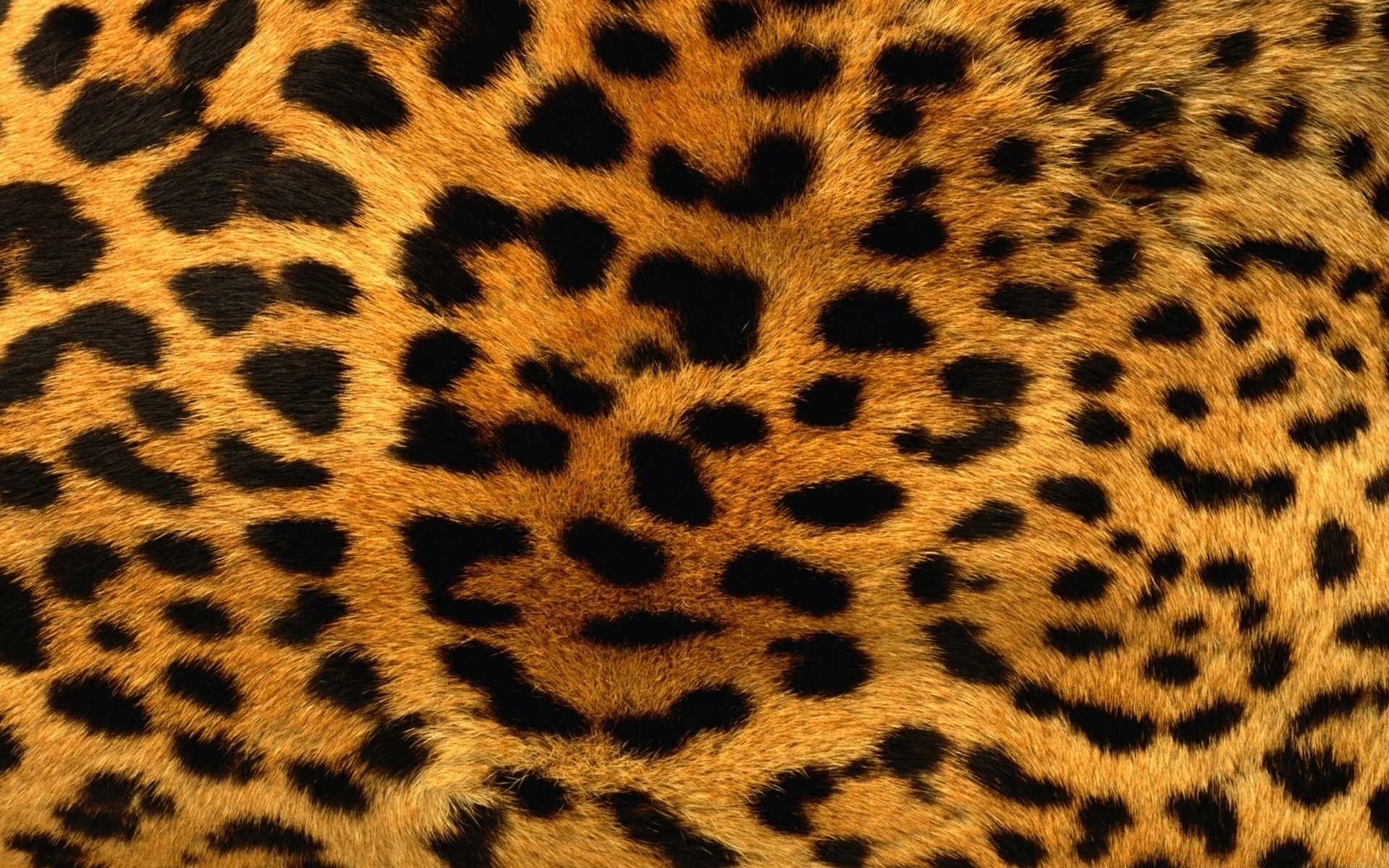texture cheetah leopard camouflage safari fur cat pattern zoo tiger jungle mammal wildlife giraffe big cat spotty print design