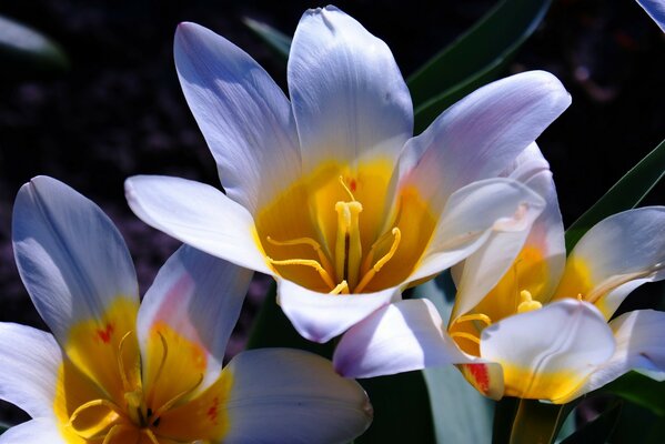 Beautiful white flowers close up
