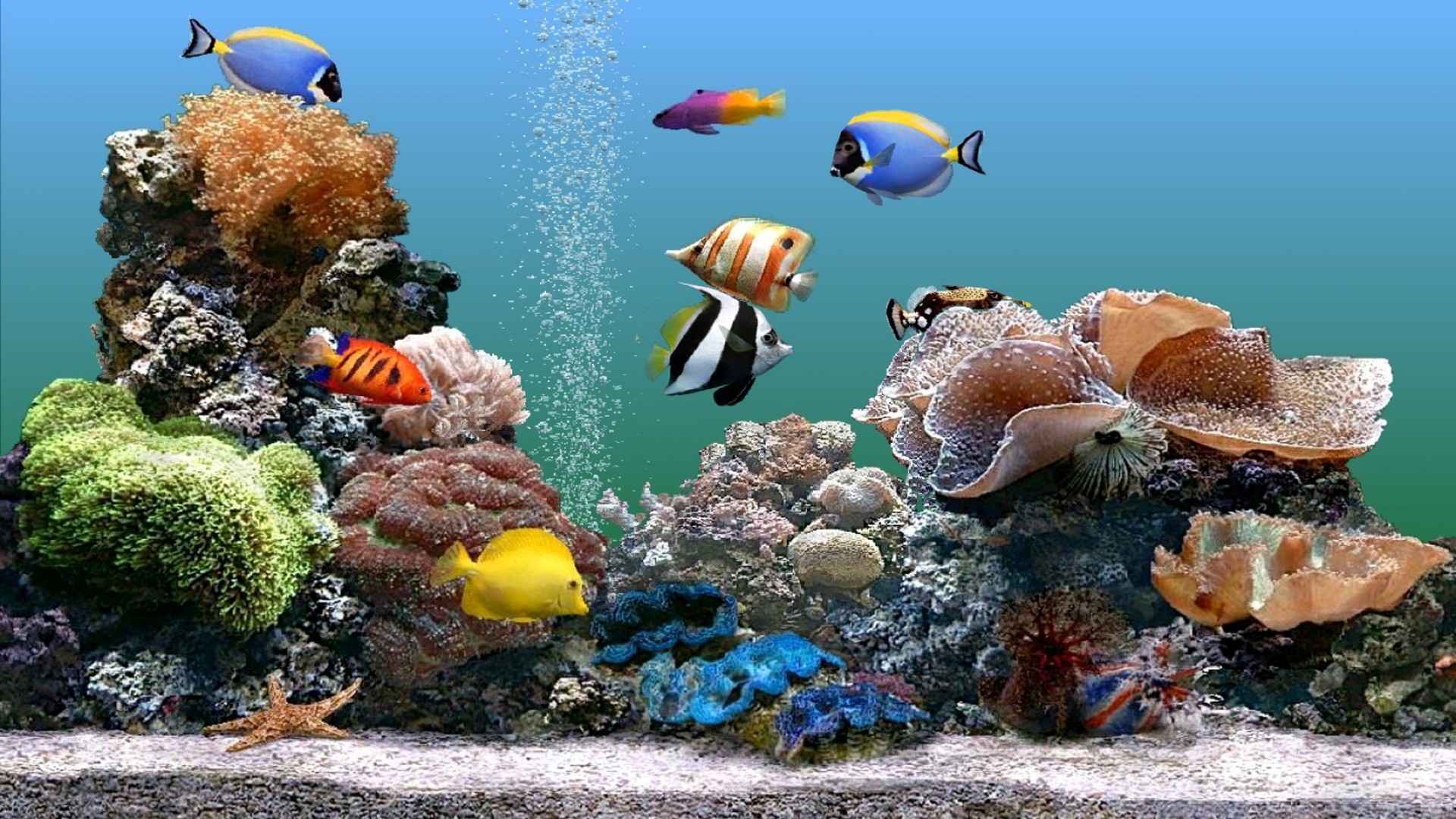 a fish shoal underwater fish coral sea ocean water reef tropical marine nature aquarium aquatic diving swimming deep submarine scuba animal wildlife