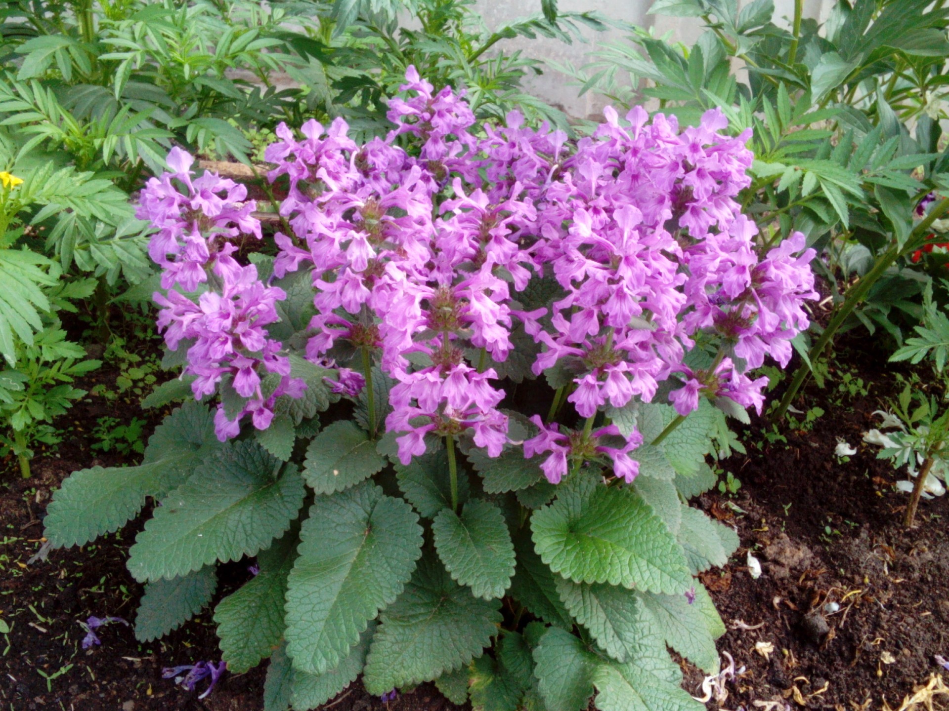 flower beds flower garden flora nature leaf blooming summer growth floral petal outdoors violet color shrub park botanical close-up season