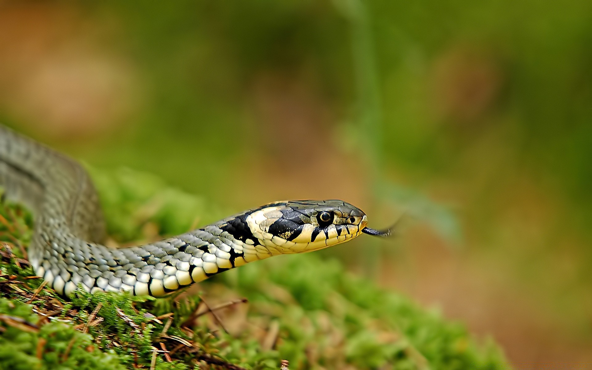 reptiles and frogs snake reptile wildlife nature animal viper venom poison feather boa zoology python danger wild herpetology deadly slither suspend outdoors cobra