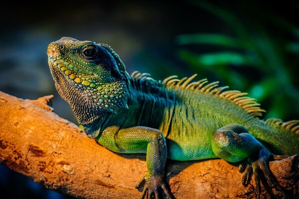 Crawling reptile on a tree branch