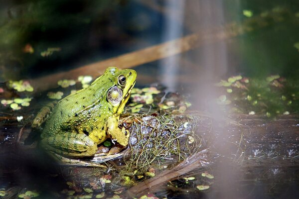 Frog toad duckweed swamp Water smell