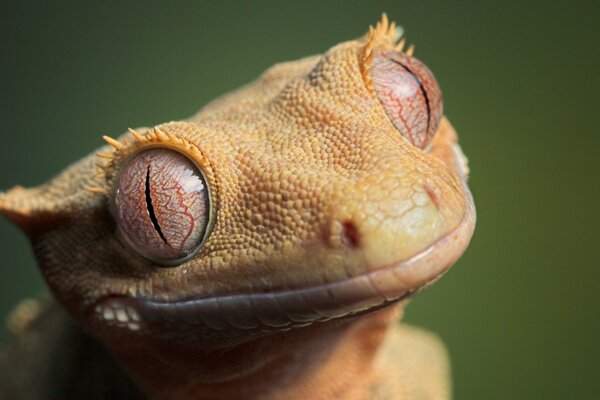Macro photography of a cute frog of the wild