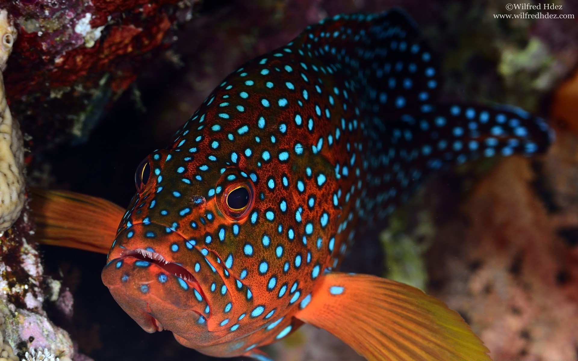 amphibians underwater fish aquarium wildlife tropical coral reef exotic swimming nature ocean sea submarine water deep aquatic invertebrate diving animal