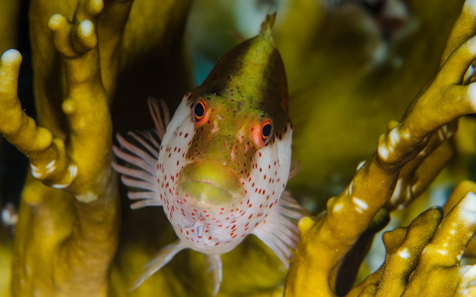 amphibians fish underwater nature sea tropical ocean color water