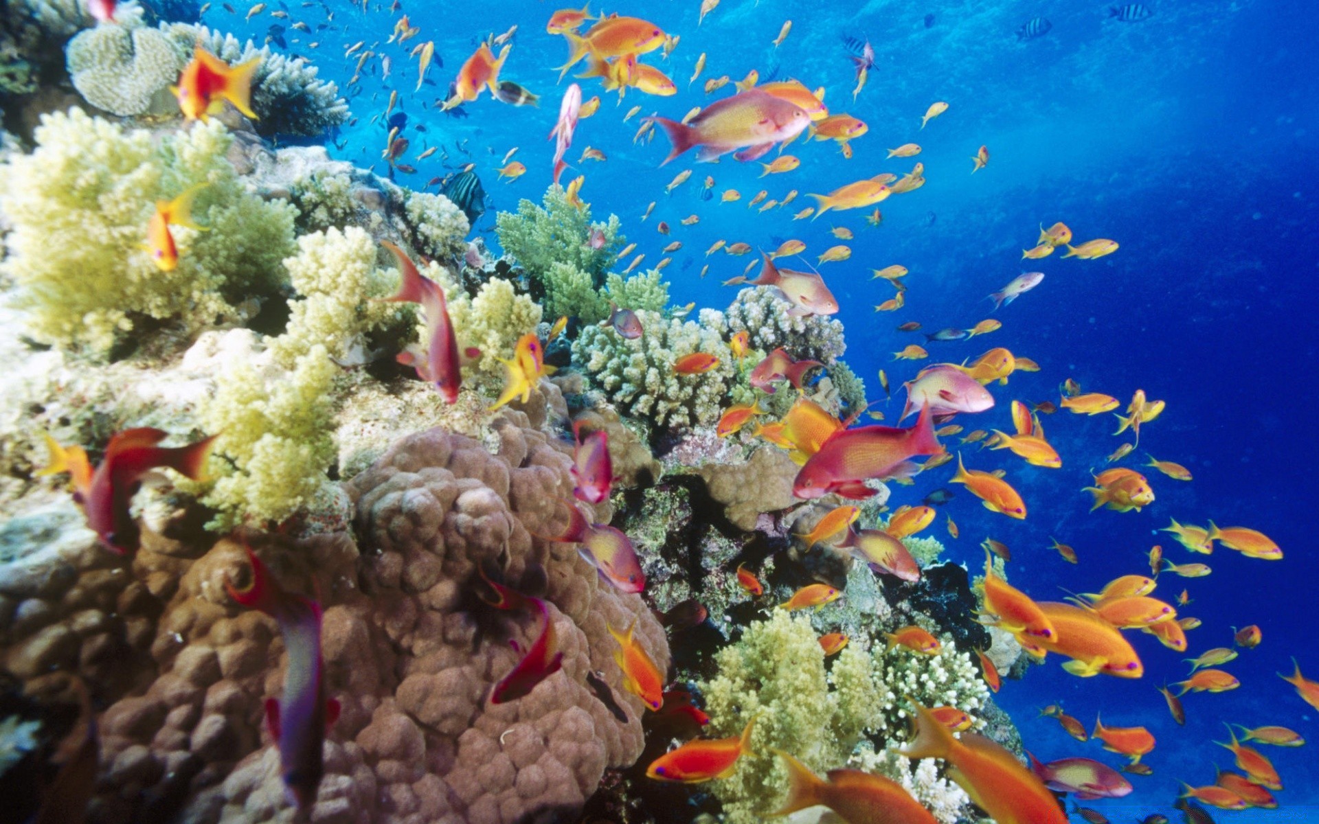 amphibians underwater fish coral reef ocean sea tropical diving marine aquarium scuba water aquatic nature snorkeling submarine saltwater ecosystem swimming exotic