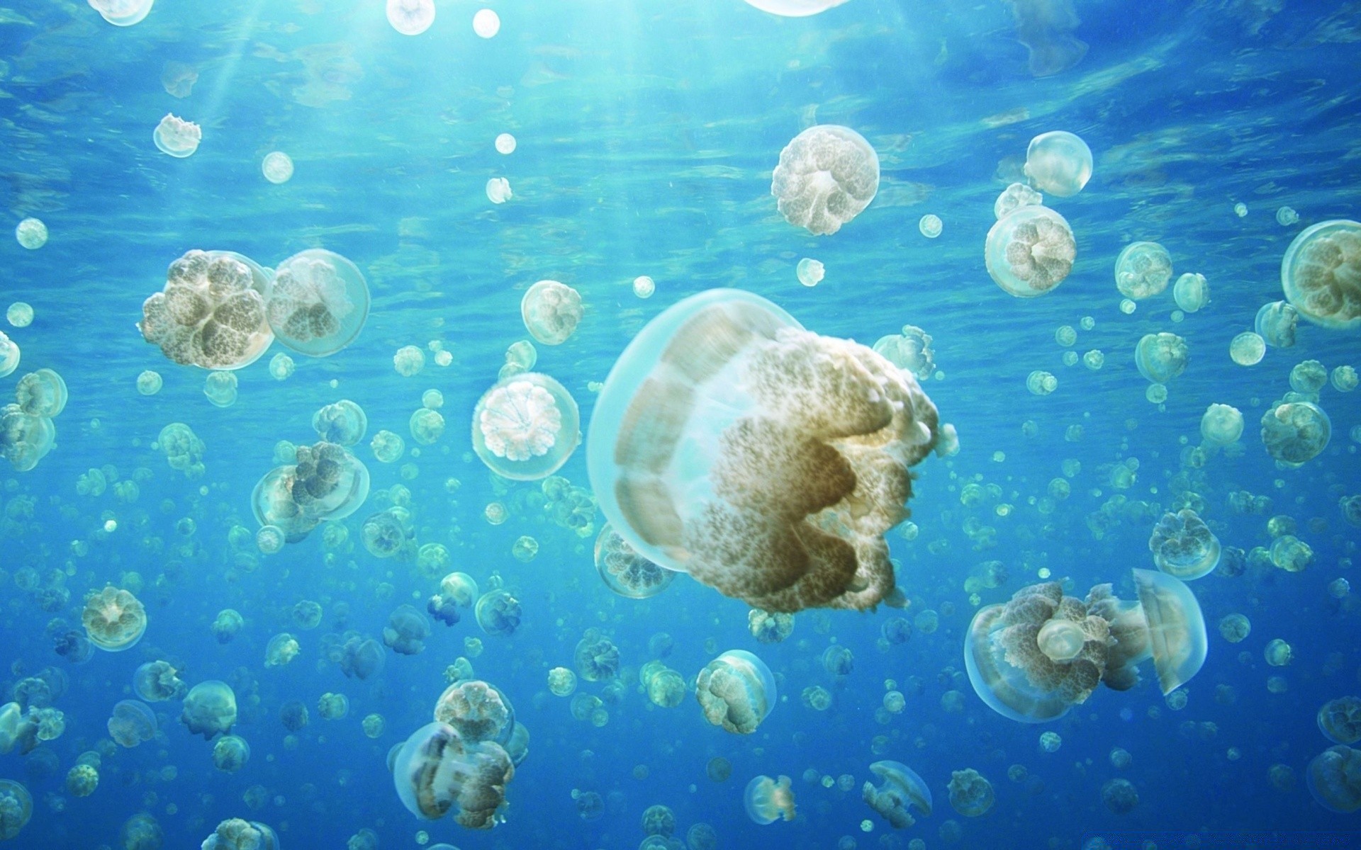 amphibians underwater jellyfish fish marine ocean water swimming aquarium sea coral desktop diving bubble aquatic turquoise tropical reef deep nature wet